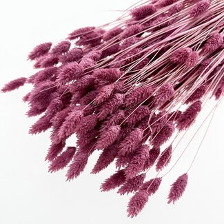 Casa Alegria Dunkelrosa Violette Phalaris Trockenblumen | Länge ± 65 Zentimeter | Gewicht ± 150 Gramm