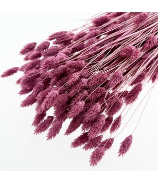 Casa Alegria Donkerroze Paarse Phalaris droogbloemen | Lengte ± 65 centimeter | Gewicht ± 150 gram