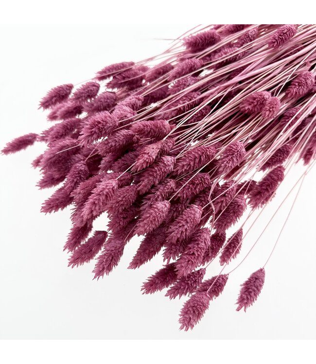 Phalaris séchées rose foncé violet | Longueur ± 65 centimètres | Poids ± 150 grammes