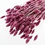Dark Pink Purple Phalaris Dried Flowers | Length ± 65 centimetres | Weight ± 150 grams