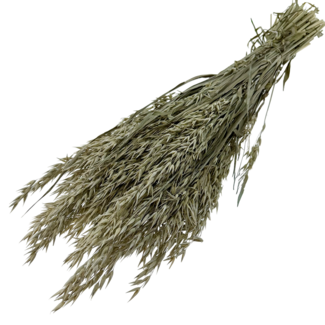 Dutch Dried Avena Haver séchée blanche givrée | Longueur ± 70 centimètres | Poids 150 grammes