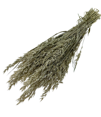 Dutch Dried Frosted White Avena Hafer Trockenblumen | Länge ± 70 Zentimeter | Gewicht 150 Gramm