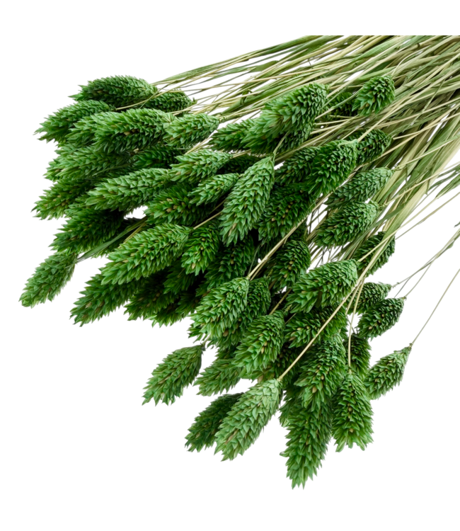 Phalaris séchées vert foncé | Longueur ± 65 centimètres | Poids ± 150 grammes
