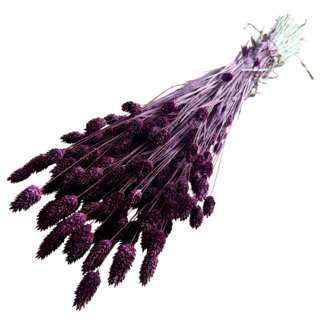 Dutch Dried Dark purple Phalaris dried flowers | Length ± 65 centimetres | Weight ± 150 grams