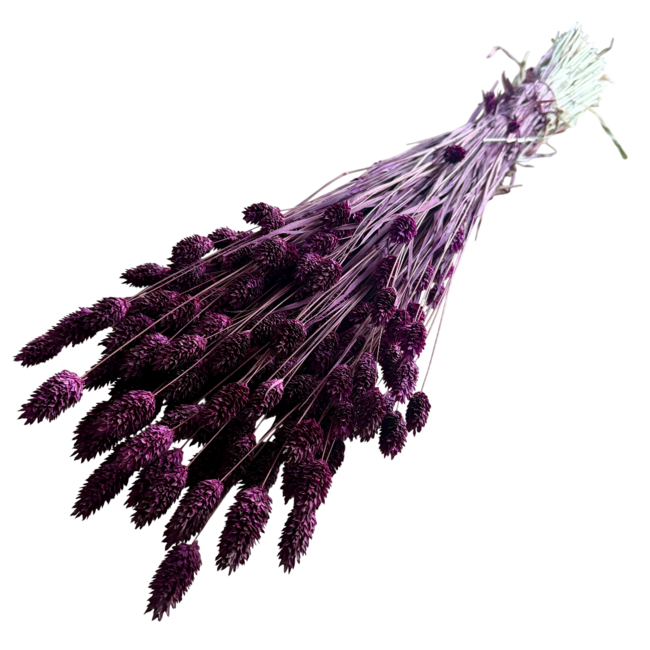 Dark purple Phalaris dried flowers | Length ± 65 centimetres | Weight ± 150 grams