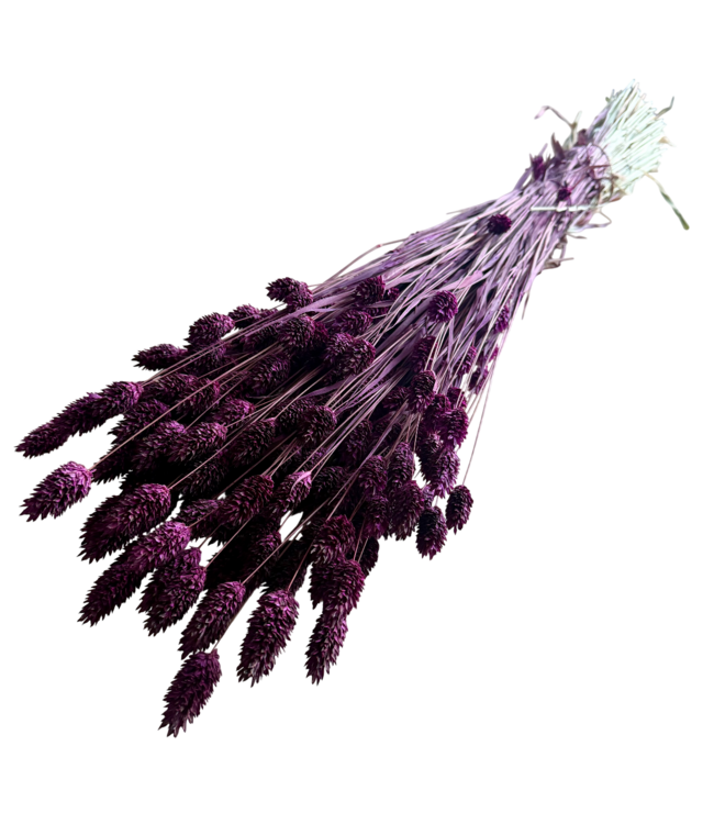 Phalaris séchées violet foncé | Longueur ± 65 centimètres | Poids ± 150 grammes
