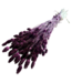 Phalaris séchées violet foncé | Longueur ± 65 centimètres | Poids ± 150 grammes