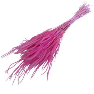 Casa Alegria Roze gebleekte Ouro droogbloemen | Lengte ± 60 centimeter | Gewicht ± 100 gram