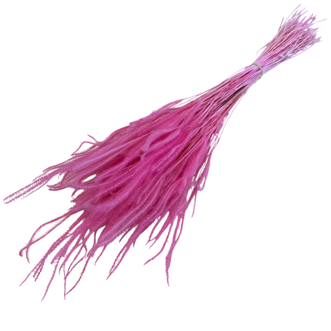 Roze gebleekte Ouro droogbloemen | Lengte ± 60 centimeter | Gewicht ± 100 gram