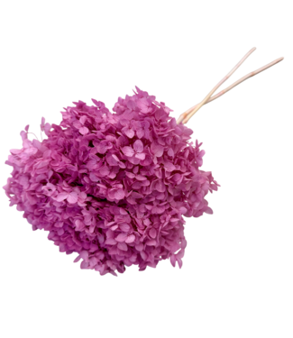 Casa Alegria Roze gebleekte Hydrangea Cabeza | Gepreserveerde Hortensia | Gewicht ± 50 gram | Per 3 stelen