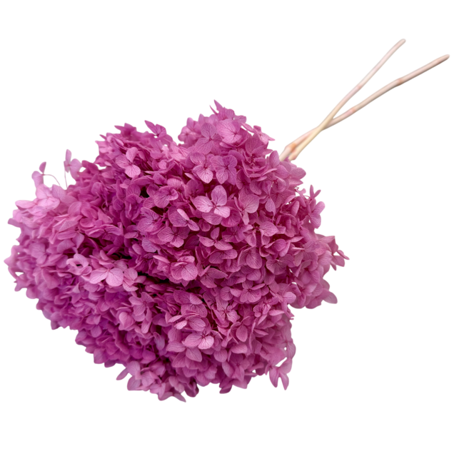 Hydrangea Cabeza décolorée rose | Hortensia préservé | Poids ± 50 grammes | Par 3 tiges