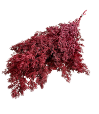 Casa Alegria Red Asparagus | Preserved branches | Length ± 60 centimetres | Weight ± 80 grams