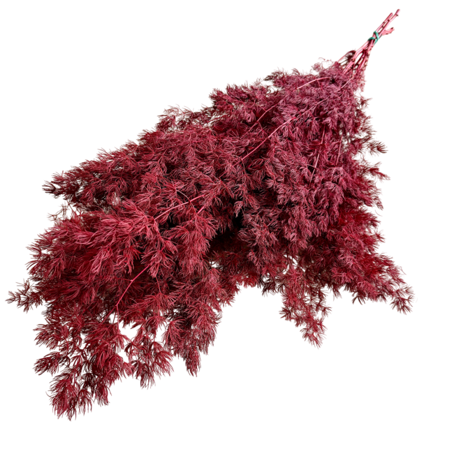 Asperges rouges | Branches préservées | Longueur ± 60 centimètres | Poids ± 80 grammes