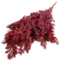 Red Asparagus | Preserved branches | Length ± 60 centimetres | Weight ± 80 grams