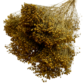 Dutch Dried Bloom Bloom séchées jaune ocre | Longueur ± 60 centimètres | Poids 100 grammes