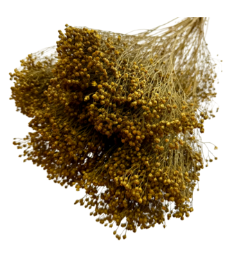 Dutch Dried Bloom Bloom séchées jaune ocre | Longueur ± 60 centimètres | Poids 100 grammes