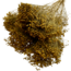 Ockergelbe Broom Bloom Trockenblumen | Länge ± 60 Zentimeter | Gewicht 100 Gramm