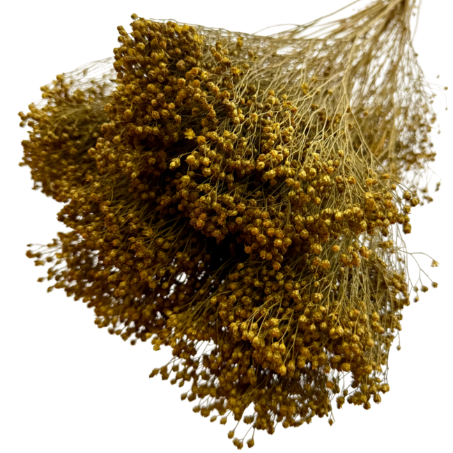 Okergele Broom Bloom droogbloemen | Lengte ± 60 centimeter | Gewicht 100 gram
