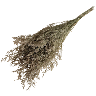Casa Alegria Naturelle Caspia gepreserveerde bloemen | Lengte ± 65 centimeter | Gewicht ± 100 gram