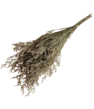 Casa Alegria Naturelle Caspia gepreserveerde bloemen | Lengte ± 65 centimeter | Gewicht ± 100 gram