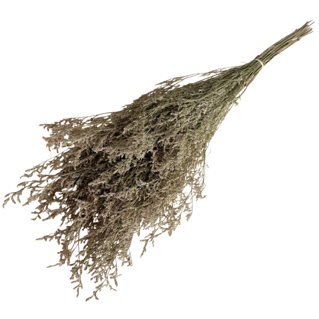 Naturelle Caspia gepreserveerde bloemen | Lengte ± 65 centimeter | Gewicht ± 100 gram