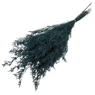 Casa Alegria Blauwe Caspia gepreserveerde bloemen | Lengte ± 65 centimeter | Gewicht ± 100 gram