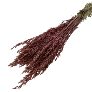 Dutch Dried Altrosa Avena Hafer Trockenblumen | Länge ± 70 Zentimeter | Gewicht 150 Gramm