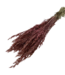 Old Rose Avena Oats dried flowers | Length ± 70 centimetres | Weight 150 grams