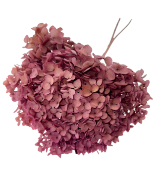 Casa Alegria Oudroze Hydrangea | Gepreserveerde Hortensia | Lengte ± 65 centimeter | Per 2 takken