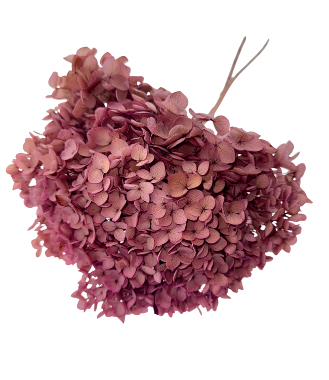 Old Rose Hydrangea | Preserved Hydrangea | Length ± 65 centimetres | Per 2 stems