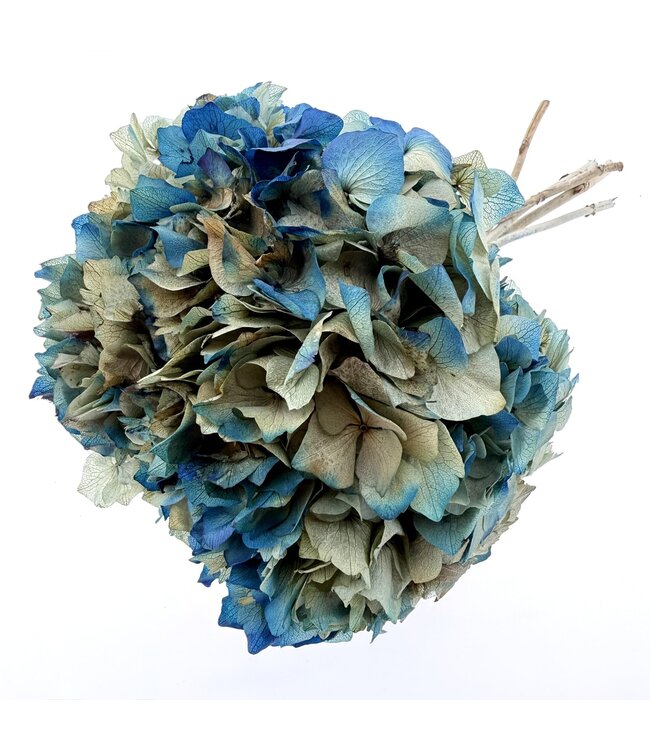 Hortensia Bleue | Hortensia Préservée | Longueur ± 30 centimètres | Poids ± 50 grammes