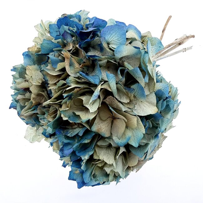 Blue Hydrangea | Preserved Hydrangea | Length ± 30 centimetres | Weight ± 50 grams
