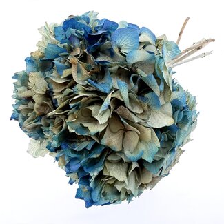 Dutch Dried Bordeaux-rode Gypsophila | Gedroogd Gipskruid | Lengte ± 65 centimeter | Per 5 takken