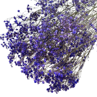 Dutch Dried Paarse Gypsophila | Gedroogd Gipskruid | Lengte ± 60 centimeter | Per 5 takken