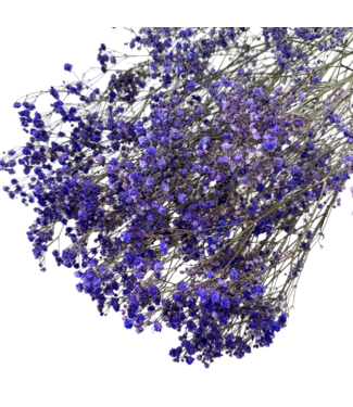 Dutch Dried Gypsophile violette | Gypsophile séchée | Longueur ± 60 centimètres | Par 5 branches