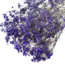 Paarse Gypsophila | Gedroogd Gipskruid | Lengte ± 60 centimeter | Per 5 takken