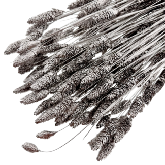 Dutch Dried Metalic Silver Phalaris droogbloemen | Lengte ± 65 centimeter | Gewicht ± 150 gram