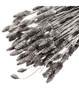 Dutch Dried Phalaris séchées argent métallisé | Longueur ± 65 centimètres | Poids ± 150 grammes