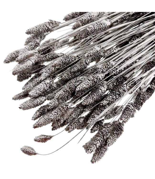 Phalaris séchées couleur argent métallique | Longueur ± 65 centimètres | Poids ± 150 grammes