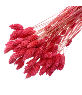 Dolce Vita Phalaris séchées rose néon | Longueur ± 65 centimètres | Poids ± 150 grammes