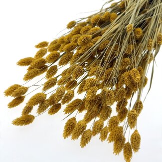 Dutch Dried Apricot Phalaris dried flowers | Length ± 65 centimetres | Weight ± 150 grams