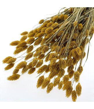 Dutch Dried Apricot Phalaris dried flowers | Length ± 65 centimetres | Weight ± 150 grams