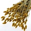 Apricot Phalaris dried flowers | Length ± 65 centimetres | Weight ± 150 grams