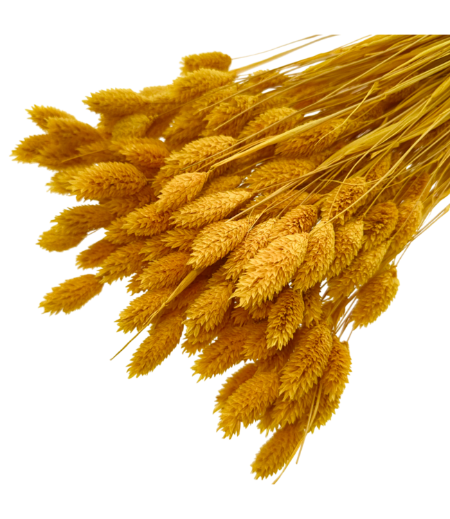 Dunkelgelbe Apricot Phalaris Trockenblumen | Länge ± 65 Zentimeter | Gewicht ± 150 Gramm