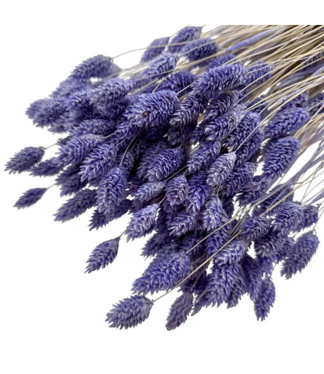 Phalaris séchées lavande-violet | Longueur ± 65 centimètres | Poids ± 150 grammes