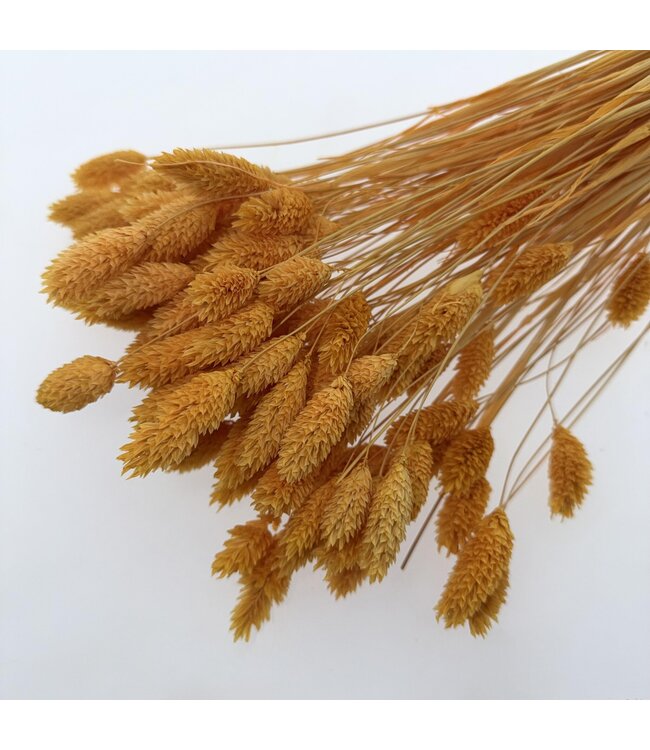 Apricot Phalaris Trockenblumen | Länge ± 65 Zentimeter | Gewicht ± 150 Gramm