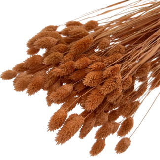 Casa Alegria Light Orange Phalaris Dried Flowers | Length ± 65 centimetres | Weight ± 150 grams