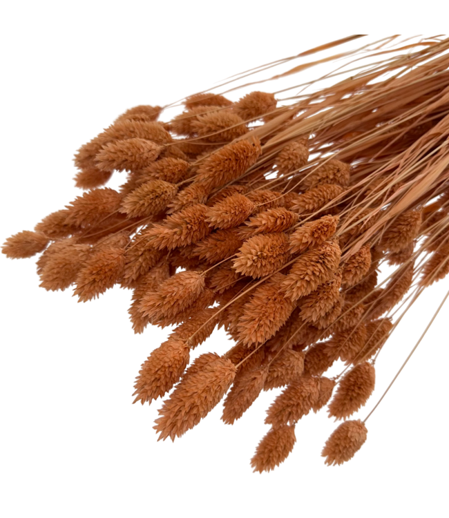 Phalaris séchées orange clair | Longueur ± 65 centimètres | Poids ± 150 grammes