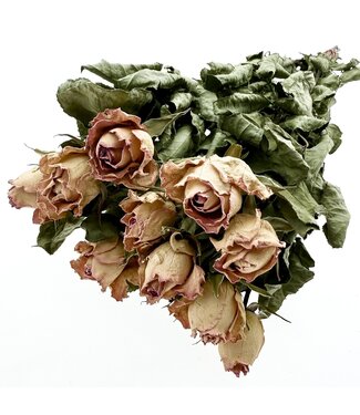 Dutch Dried Rosa-weiße getrocknete Rosen | Länge ± 50 Zentimeter | Pro 10 Rosen