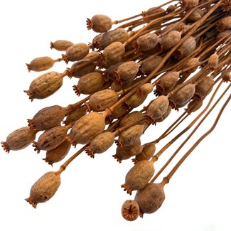 Dutch Dried Oranje Papaver Somniferum droogbloemen | Lengte ± 65 centimeter | Gewicht ± 200 gram